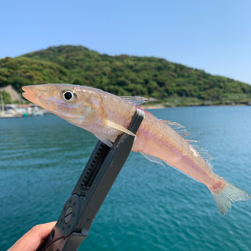 キスの釣果