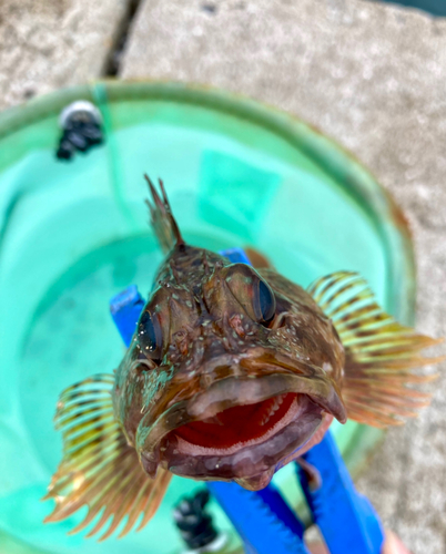 カサゴの釣果