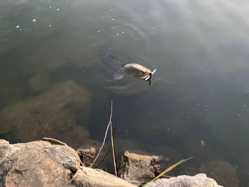 ライギョの釣果