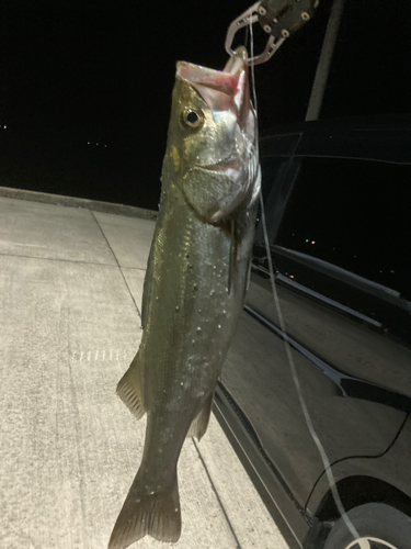 セイゴ（マルスズキ）の釣果