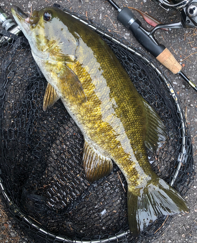 スモールマウスバスの釣果