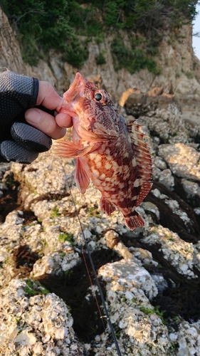 カサゴの釣果