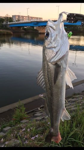 スズキの釣果