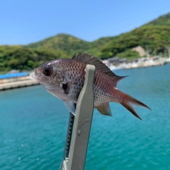 スズメダイの釣果