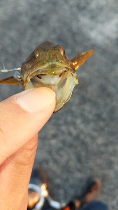 アナハゼの釣果