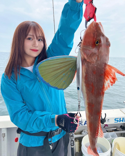 ホウボウの釣果