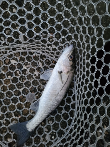 セイゴ（マルスズキ）の釣果