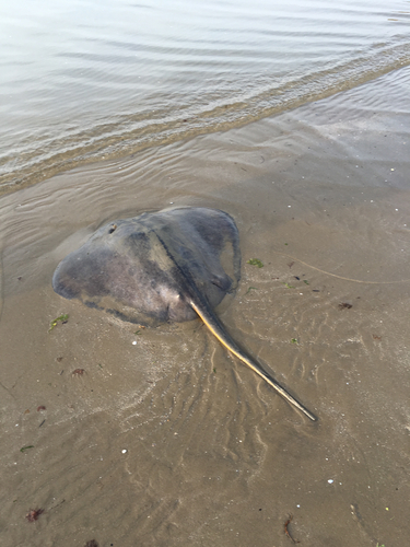 アカエイの釣果