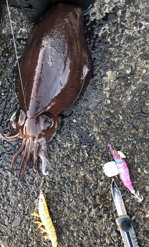 モンゴウイカの釣果