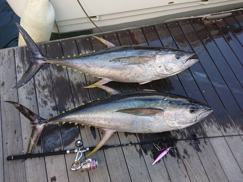 キハダマグロの釣果