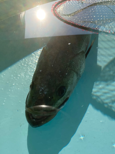 スズキの釣果