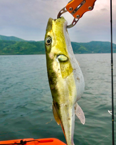 シロサバフグの釣果