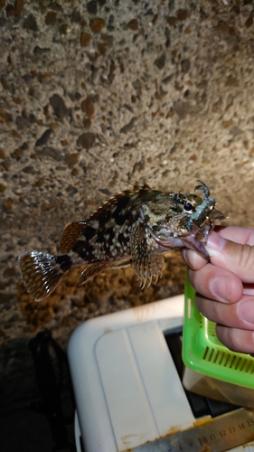 アラカブの釣果