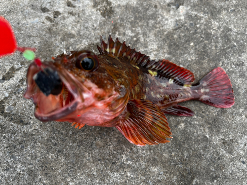 カサゴの釣果