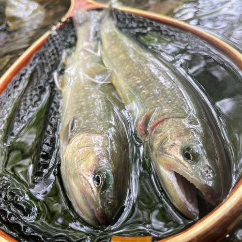 イワナの釣果