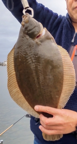 カレイの釣果