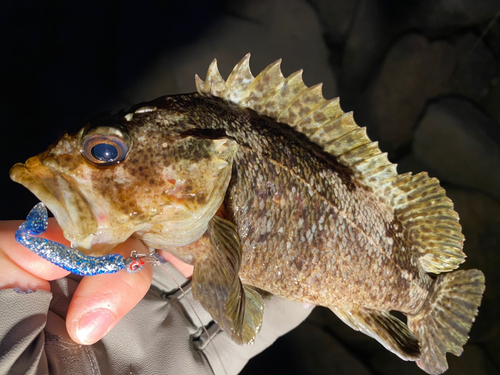 ムラソイの釣果