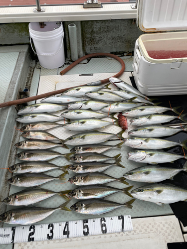 アジの釣果