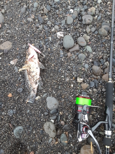 オオモンハタの釣果