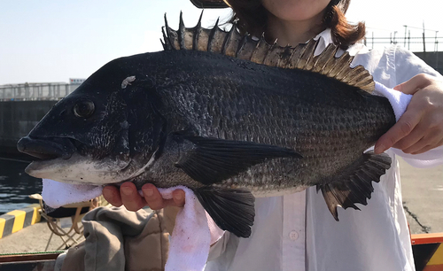 クロダイの釣果