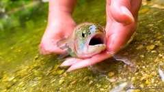 ニジマスの釣果