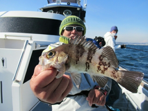 クロメバルの釣果