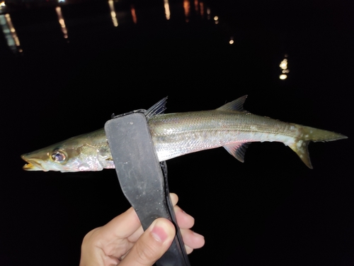 カマスの釣果