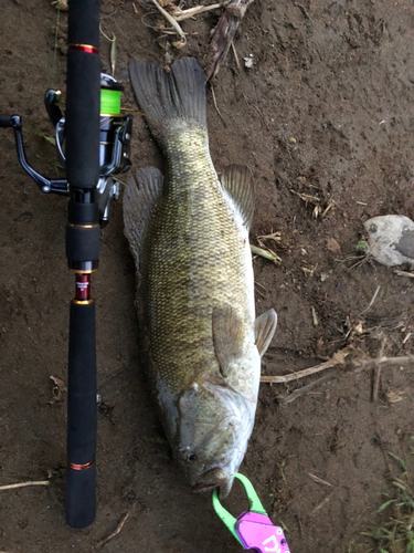 スモールマウスバスの釣果