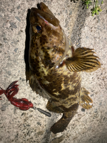 タケノコメバルの釣果