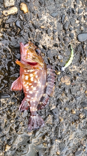 キジハタの釣果