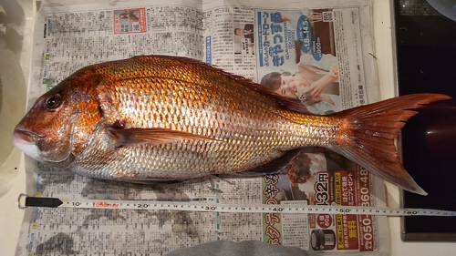 マダイの釣果