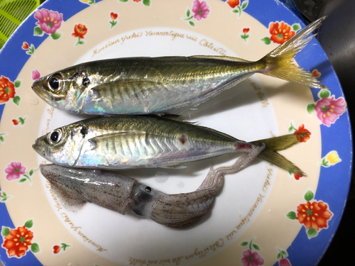 アジの釣果