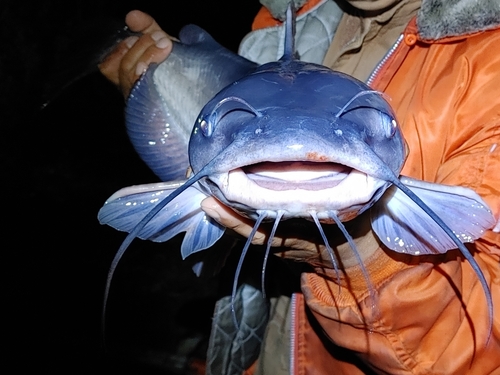 アメリカナマズの釣果