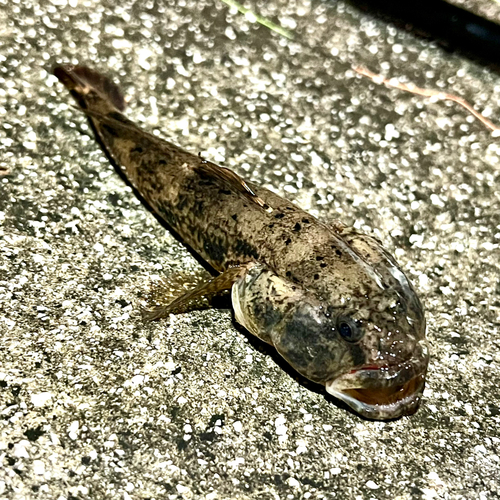 ウロハゼの釣果