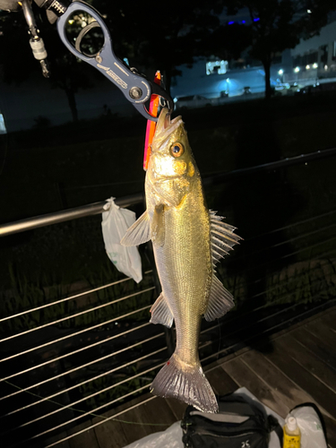 シーバスの釣果