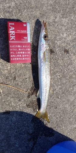 カマスの釣果