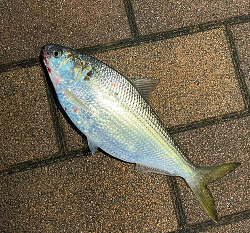 コノシロの釣果