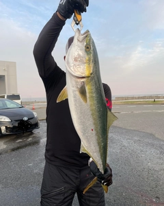 メジロの釣果