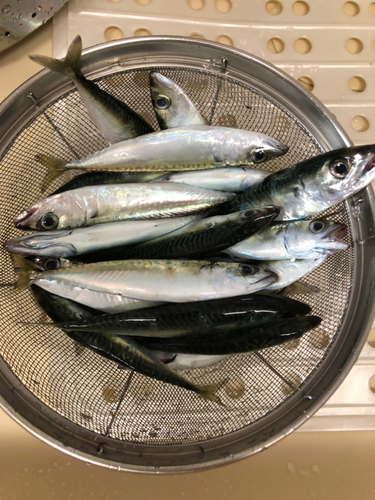 サバの釣果