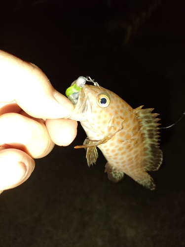 オオモンハタの釣果