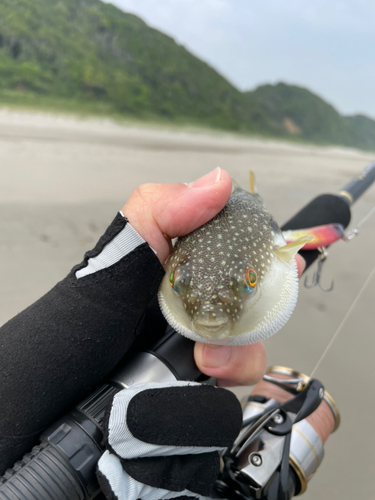 クサフグの釣果