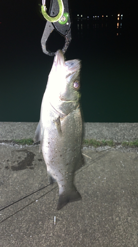 セイゴ（ヒラスズキ）の釣果