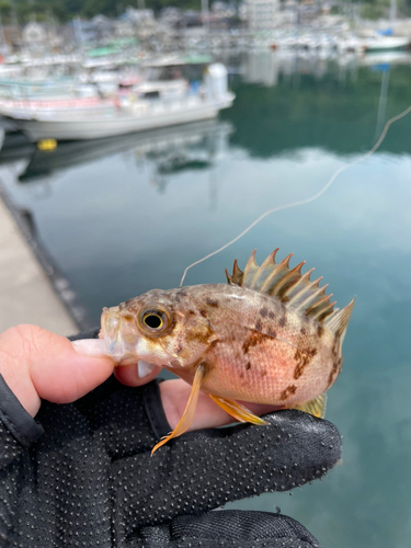 メバルの釣果