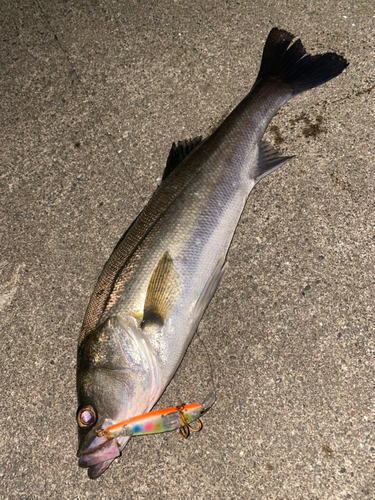 シーバスの釣果