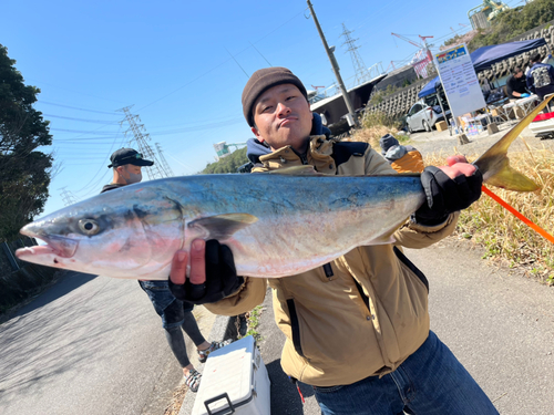 ブリの釣果