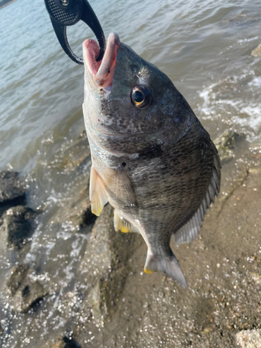 キビレの釣果