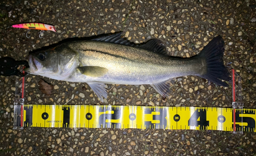 シーバスの釣果