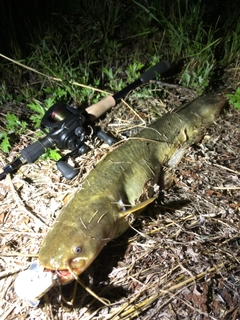 ナマズの釣果