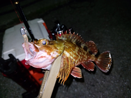 カサゴの釣果