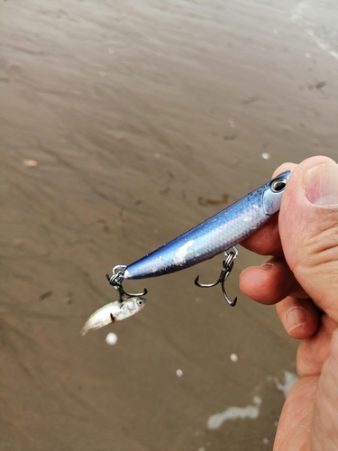 シタビラメの釣果